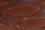 Polished Stromatolite (Jurusania) From Russia - Million Years #280768-1